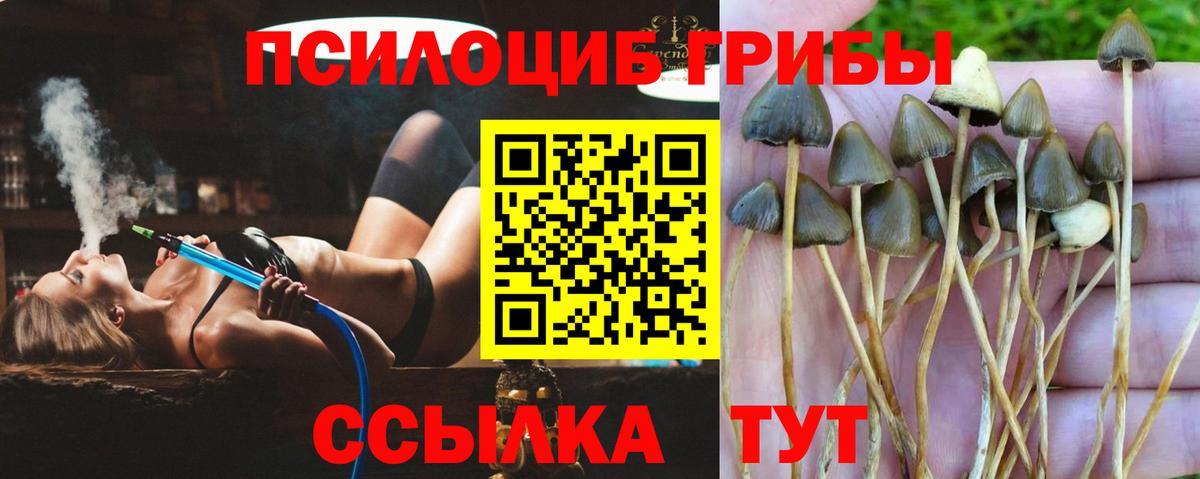 Псилоцибиновые грибы прущие грибы Лабинск